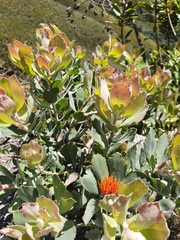 Leucospermum mundii