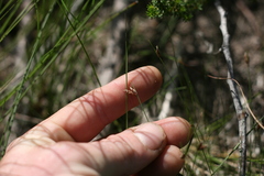 Ficinia angustifolia
