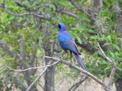 Lamprotornis australis