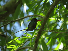 Hylocharis chrysura