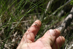 Ficinia angustifolia