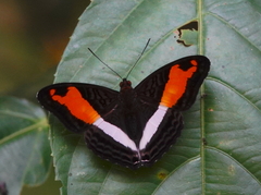 Adelpha cocala cocala