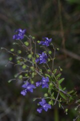 Trichostema setaceum