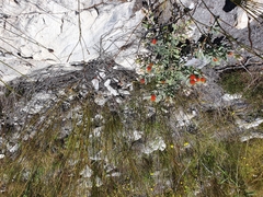Leucospermum mundii