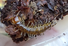 Lithobius variegatus