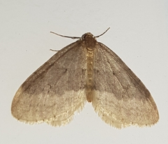 Operophtera