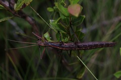 Anisomorpha buprestoides