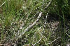 Ficinia angustifolia
