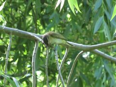 Vireo chivi