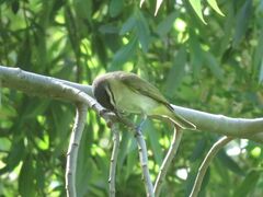 Vireo chivi