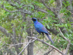 Lamprotornis australis