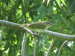 Vireo chivi