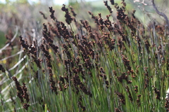 Elegia tectorum