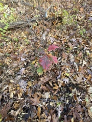 Quercus rubra