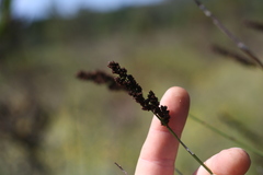 Elegia tectorum