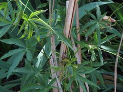 Cissus palmata