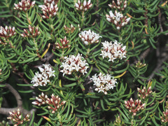 Crassula dependens