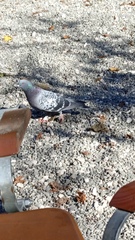 Columba livia domestica
