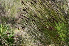 Elegia tectorum