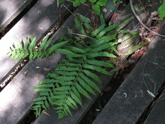 Cyclosorus interruptus