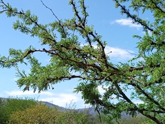 Vachellia astringens