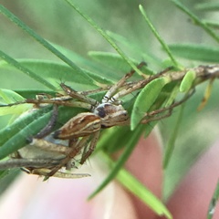 Oxyopes amoenus