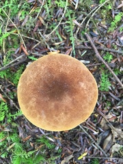 Tapinella atrotomentosa image