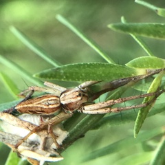 Oxyopes amoenus