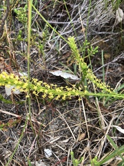 Microdon dubius