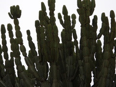 Euphorbia ingens