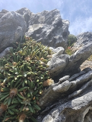 Oldenburgia paradoxa