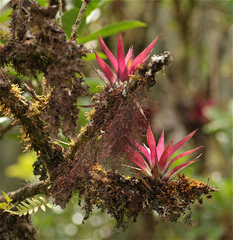 Tillandsia biflora