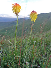 Kniphofia uvaria