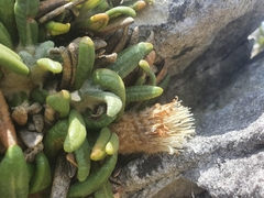 Oldenburgia paradoxa