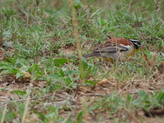 Emberiza flaviventris