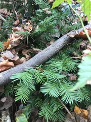 Taxus cuspidata
