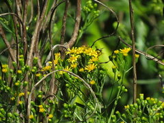 Senecio brasiliensis