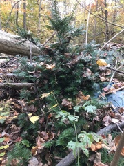 Taxus cuspidata