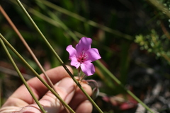 Pelargonium elegans