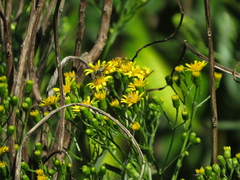 Senecio brasiliensis