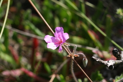 Pelargonium elegans