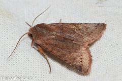 Agrochola haematidea