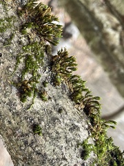 Lewinskya