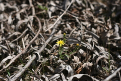 Senecio glutinosus