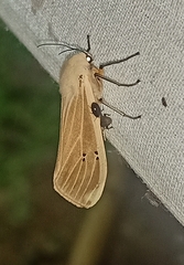 Creatonotos transiens