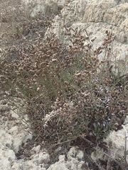 Limonium virgatum