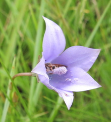Wahlenbergia undulata
