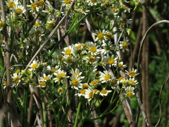 Senecio bonariensis