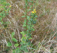 Solidago virgaurea
