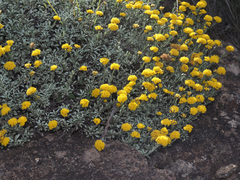 Helichrysum